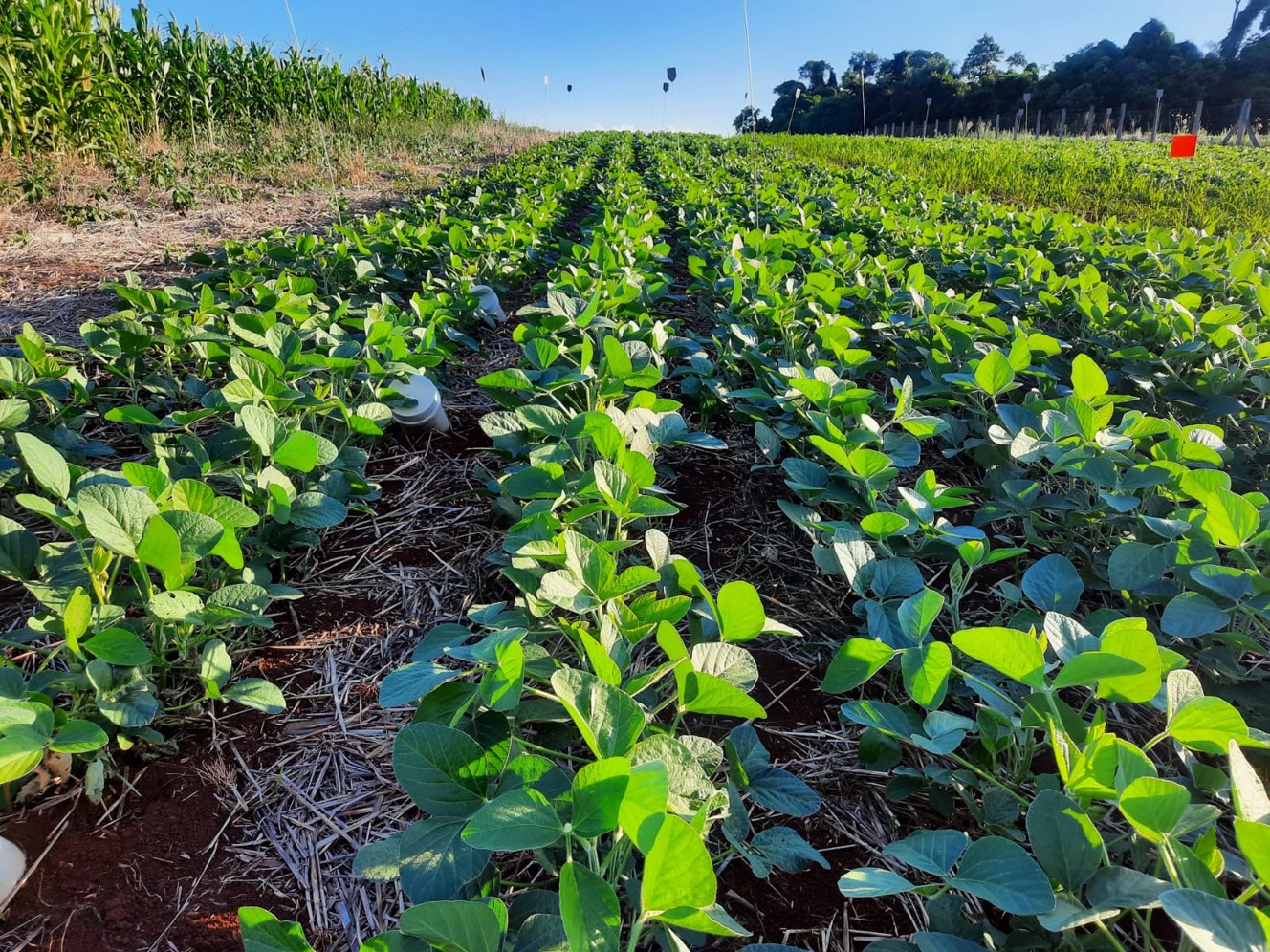 Leia mais sobre o artigo Evento paralelo: Projeto Estruvita apresenta estudos do uso do mineral na agricultura 